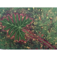 Arna Vazačová - Philodendron Xanadu